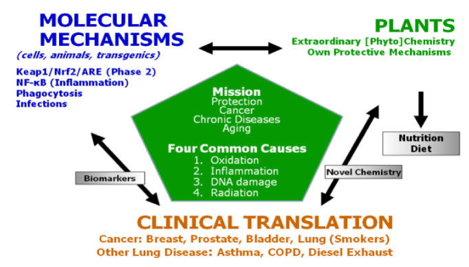 chemoprotection strategies